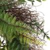 image21in Artificial Fern Front Door Wreath  UV Resistant Greenery with Blossoms on Grapevine Base  IndoorOutdoor Wreaths for Front Door by Pure Garden21Inch