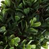 imagePure Garden 12Inch Boxwood Wreath  Round UV Resistant Artificial Spring Summer Fall or Winter Wreath  IndoorOutdoor Wreaths for Front DoorSingle Wreath