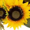 imageSunflower Wreath  22Inch Artificial Spring Summer or Fall Wreath for Home Decor  Wreaths for Indoors or Covered Patio Use Only by Pure GardenYellow  Single