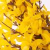 imageYellow Forsythia Wreath  24Inch Artificial Spring Wreath for Home Decor  Wreaths for Indoors or Covered Patio Use Only by Pure Garden24 Set of 2