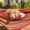 imageDouble Brazilian Hammock with Stand Included  Woven Cotton 2Person Outdoor Swing with Frame for Camping Backyard or Patio by Pure GardenBlue  White  Lime