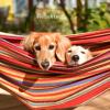 imageDouble Brazilian Hammock with Stand Included  Woven Cotton 2Person Outdoor Swing with Frame for Camping Backyard or Patio by Pure GardenBlue  White  Yellow