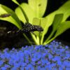 imagePure Garden GlowinTheDark Solar Pebble Lights 500 Ct Blue Decorative Rocks for Flower Beds Walkways and PatiosBlue