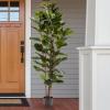 imageArtificial Fiddle Leaf Fig Tree  6FT Fake Plant with Pot and Natural Feel Leaves for Home or Office Decor  Artificial Plants Indoor by Pure Garden6ft  Set of 2
