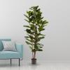 imageArtificial Fiddle Leaf Fig Tree  6FT Fake Plant with Pot and Natural Feel Leaves for Home or Office Decor  Artificial Plants Indoor by Pure Garden6ft  Set of 2