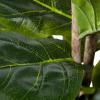 imageArtificial Fiddle Leaf Fig Tree  6FT Fake Plant with Pot and Natural Feel Leaves for Home or Office Decor  Artificial Plants Indoor by Pure Garden6ft  Set of 2