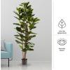 imageArtificial Fiddle Leaf Fig Tree  6FT Fake Plant with Pot and Natural Feel Leaves for Home or Office Decor  Artificial Plants Indoor by Pure Garden6ft  Set of 2