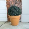 imageBoxwood Plant  11in Faux Outdoor Topiary PreLit with Solar LEDs  Artificial Boxwood Ball with Rechargeable Lights  Greenery Decor by Pure Garden1 Pack