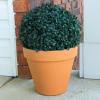 imageBoxwood Plant  11in Faux Outdoor Topiary PreLit with Solar LEDs  Artificial Boxwood Ball with Rechargeable Lights  Greenery Decor by Pure Garden2 Pack