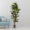 imageArtificial Fiddle Leaf Fig Tree  6FT Fake Plant with Pot and Natural Feel Leaves for Home or Office Decor  Artificial Plants Indoor by Pure Garden6ft