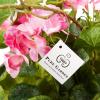 imageFaux Flowers White Geranium Hanging Natural and Lifelike Floral Arrangement with Basket for Home or Office by Pure GardenHot Pink