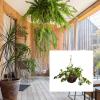 imageFaux Flowers White Geranium Hanging Natural and Lifelike Floral Arrangement with Basket for Home or Office by Pure GardenWhite
