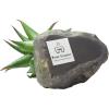 imagePure Garden Artificial Succulent Plants  3Piece Arrangement Set in Faux Stone Pots and Assorted Sizes  Lifelike Greenery for Home DecorationGray  Green