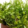 imagePure Garden Artificial Succulent Plants  3Piece Arrangement Set in Faux Stone Pots and Assorted Sizes  Lifelike Greenery for Home DecorationOrange  Green