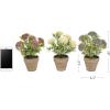imagePure Garden Artificial Succulent Plants  3Piece Arrangement Set in Faux Stone Pots and Assorted Sizes  Lifelike Greenery for Home DecorationViolet  Lavender   Cream