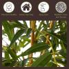 imageArtificial Bamboo Tree  6FT Fake Plant with Adjustable Leaves and Pot  Faux Plants Indoor for Home Restaurant or Office Dcor by Pure GardenNatural Trunk