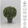 imageArtificial Boxwood Plant  21Inch Topiary Ball Faux Plant  Indoor or Outdoor Fake Plants for Home Entryway or Porch Decor by Pure Garden1Pack