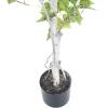 imageBirch Artificial Tree  60Inch Potted Faux Plant with Natural Looking Leaves for Office or Home Decor  Realistic Indoor Fake Plants by Pure Garden