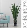 imageGiant Agave Fake Plant  52Inch Faux Succulent with Pot  Artificial Trees Blend Southwestern Style with Modern Home Decor by Pure GardenSet of 2