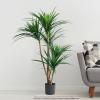 imagePure Garden Artificial Tree  51Inch Tropical Yucca Plant with Rubber Leaves and Natural Trunk for Living Room Bedroom and Office  Faux PlantsGreen