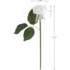 imagePure Garden Rose Artificial Flowers  18Pc Real Touch 115Inch Fake Flower Set with Stems for Home Decor Wedding or BridalBaby Showers CoralWhite