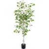 imageBirch Artificial Tree  60Inch Potted Faux Plant with Natural Looking Leaves for Office or Home Decor  Realistic Indoor Fake Plants by Pure Garden