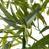 imageArtificial Bamboo Tree  6FT Fake Plant with Adjustable Leaves and Pot  Faux Plants Indoor for Home Restaurant or Office Dcor by Pure GardenGreen Trunk