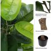 imagePure Garden Artificial Olive Tree  6Foot Potted Faux Plant with Fruit for Home or Office Decoration  Natural Looking Polyester LeavesGreen