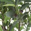 imagePure Garden Artificial Olive Tree  6Foot Potted Faux Plant with Fruit for Home or Office Decoration  Natural Looking Polyester LeavesGreen