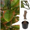 imagePure Garden Artificial Olive Tree  6Foot Potted Faux Plant with Fruit for Home or Office Decoration  Natural Looking Polyester LeavesVariegated Green