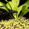 imagePure Garden GlowinTheDark Solar Pebble Lights 200 Ct Yellow Decorative Rocks for Flower Beds Walkways and PatiosYellow