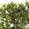 imageFaux Pine Bonsai Tree  145inch Artificial Topiary for Desk Tables or Shelves  Realistic Plastic Greenery and Ceramic Planter by Pure Garden