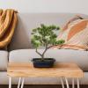 imageFaux Pine Bonsai Tree  145inch Artificial Topiary for Desk Tables or Shelves  Realistic Plastic Greenery and Ceramic Planter by Pure Garden