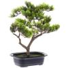 imageFaux Pine Bonsai Tree  145inch Artificial Topiary for Desk Tables or Shelves  Realistic Plastic Greenery and Ceramic Planter by Pure Garden