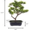 imageFaux Pine Bonsai Tree  145inch Artificial Topiary for Desk Tables or Shelves  Realistic Plastic Greenery and Ceramic Planter by Pure Garden
