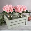 imageRose Artificial Flowers  24Pc Real Touch 115Inch Fake Flower Set with Stems for Home Decor Wedding or BridalBaby Showers by Pure Garden YellowPink