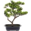 imageFaux Pine Bonsai Tree  145inch Artificial Topiary for Desk Tables or Shelves  Realistic Plastic Greenery and Ceramic Planter by Pure Garden